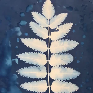 Introduction To Cyanotype<br>Adults, Youth & Families